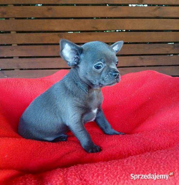 Piękny piesek chihuahua Płock
