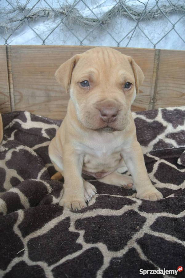 Szczenięta PitBull Red Nose