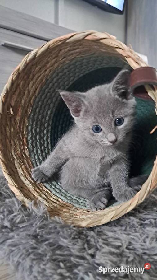 Kocurek Rosyjski Niebieski Jaczów