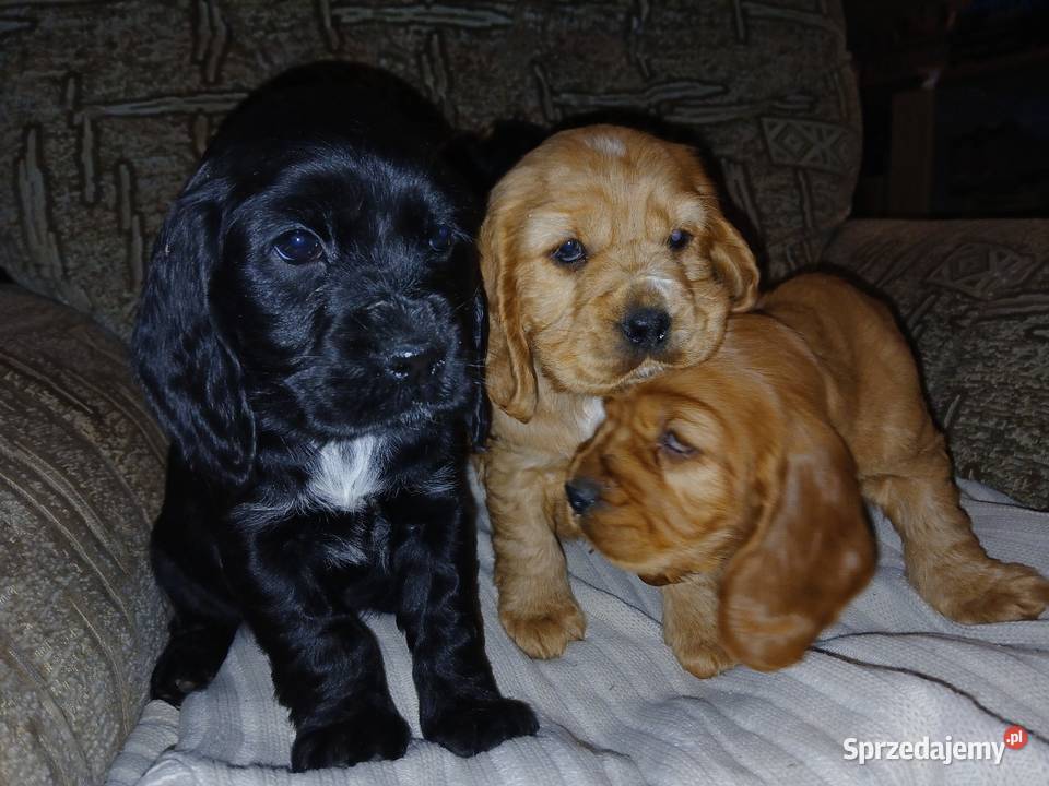 Śliczne Szczenięta Cocker Spaniel Angielski Sieradz