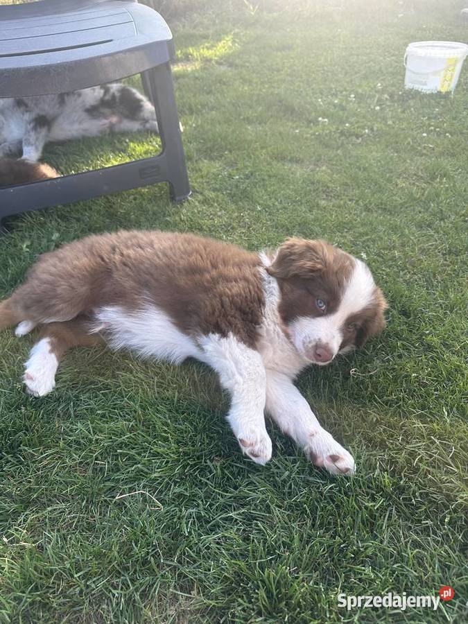 Pies border collie podkarpackie Jasło sprzedam
