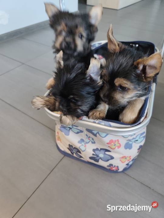 York terrier pieseki Chełm