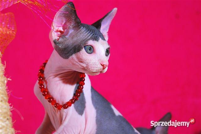 Kocięta SPHYNX CANADIAN EUROPA CHAMPIONIE Warszawa
