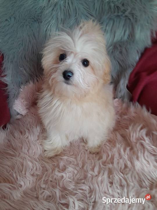 Mini maltipoo suczka maltańczyk pudel toy red Busko-Zdrój