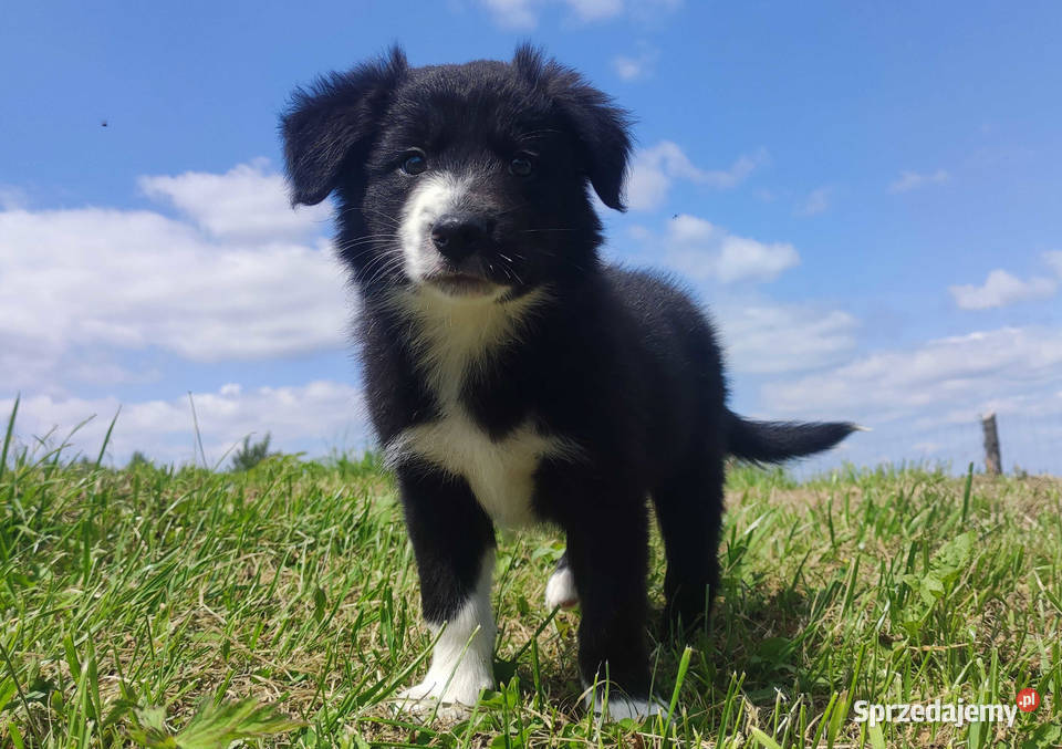 Suczka Border Collie Rasowy szczeniak z Hodowli Iwonicz sprzedam