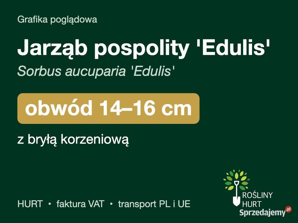 Jarząb pospolity Edulis obwód 1416 z bryłą HURT Liściaste wielkopolskie