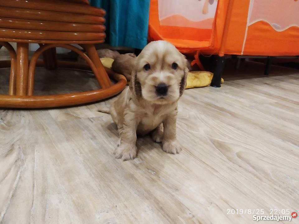 Rodowodowe szczenięta Cocker Spaniel Jelenia Góra sprzedam