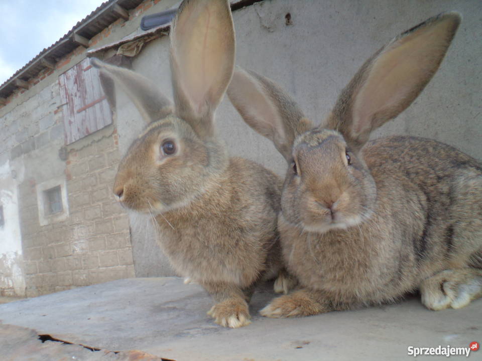 Sprzedam młode króliki belgijskie