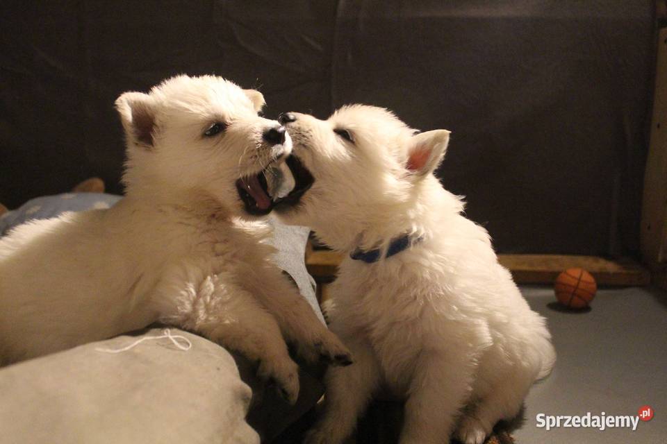 Biały Owczarek Szwajcarski Kłodzko