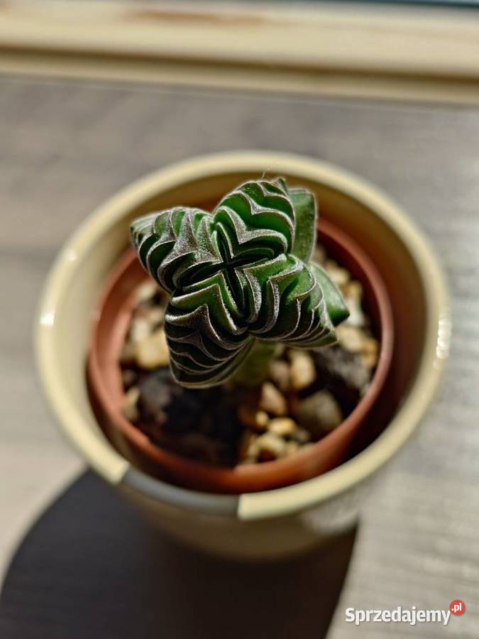 Sukulent grubosz Crassula Buddhas Temple Warszawa