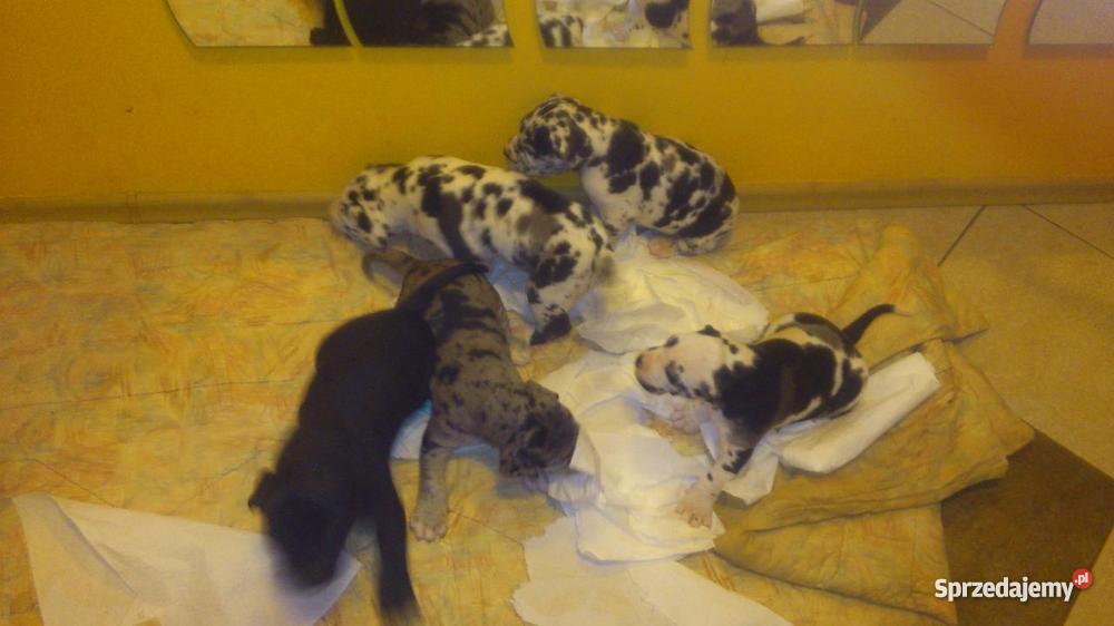 Szczenięta doga niemieckiego Pułtusk