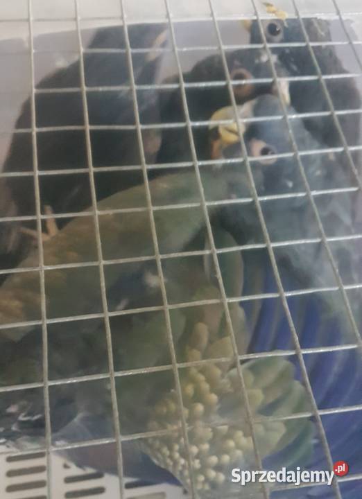 Piona bronzowoskrzydła para śląskie Bystra