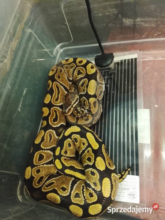 Pyton królewski gekon lamparci gekon Brodnica