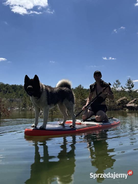 Szczenięta rasy American Akita Lublin sprzedam