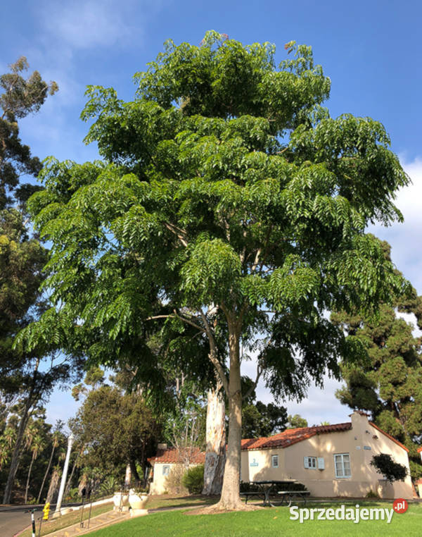ACROCARPUS FRAXINIFOLIUS Acrocarpus Lubanie