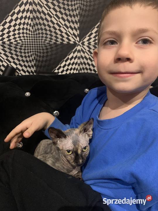 Sfinks Kanadyjski Diablica tygryska Rodowód Leszno sprzedam