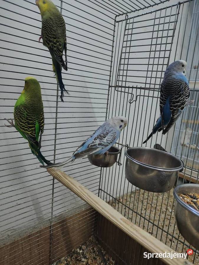 Sprzedam papużki faliste