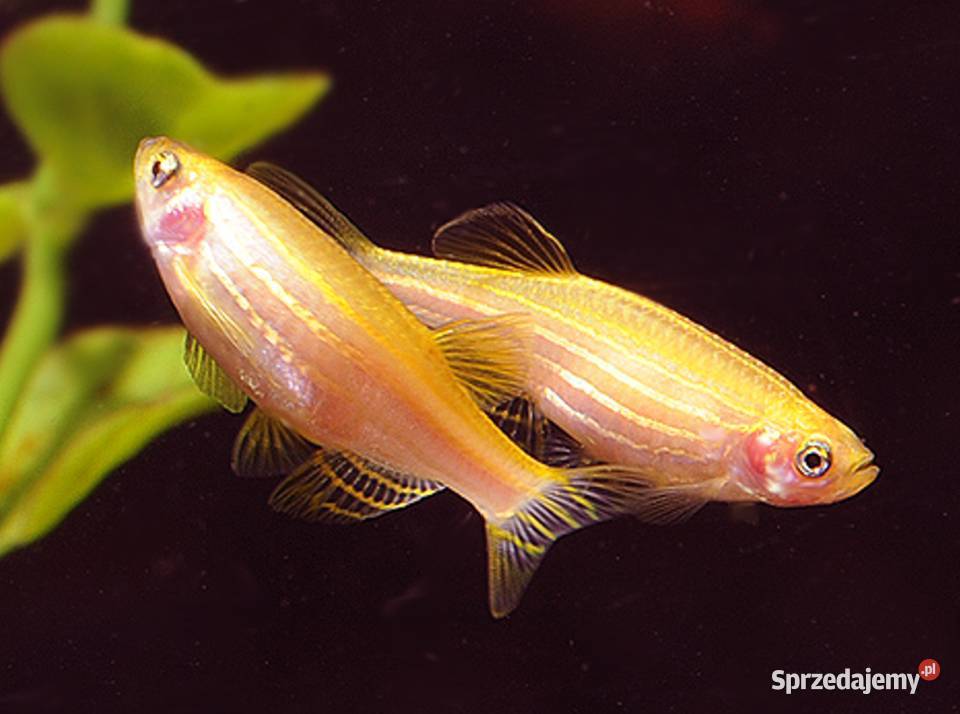 Danio pręgowany odmiana GOLD Brachydanio zebra Gdańsk
