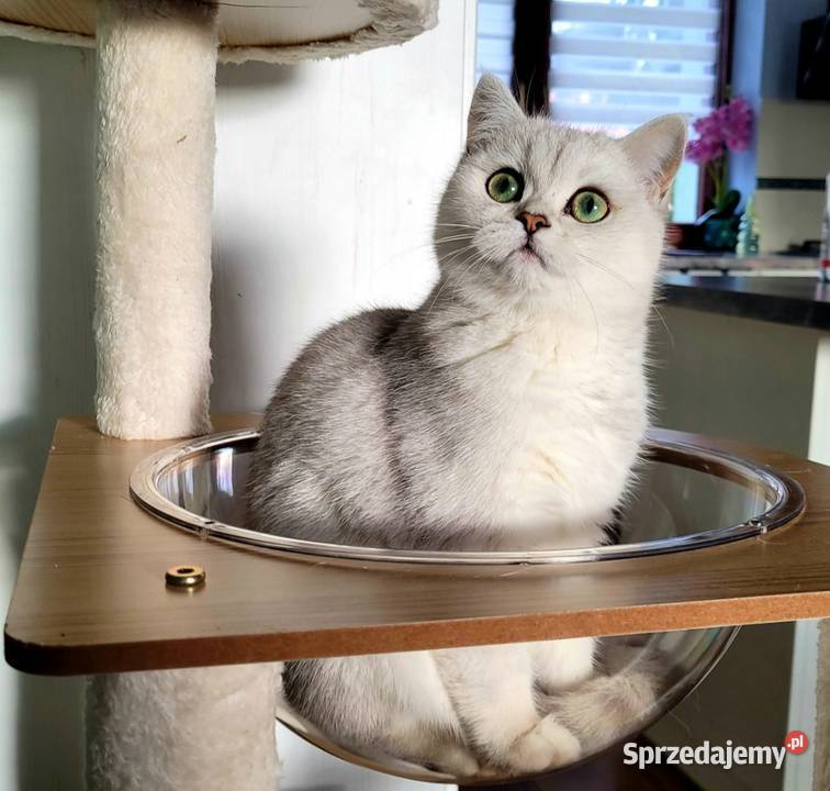 srebrne pointy kocięta brytyjskie