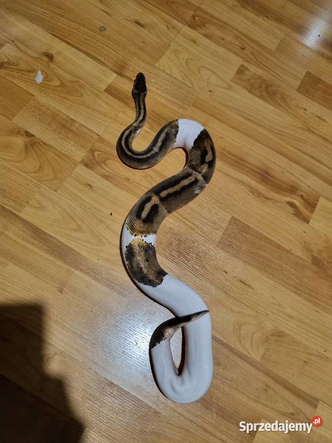 pyton królewski Gady i płazy świętokrzyskie