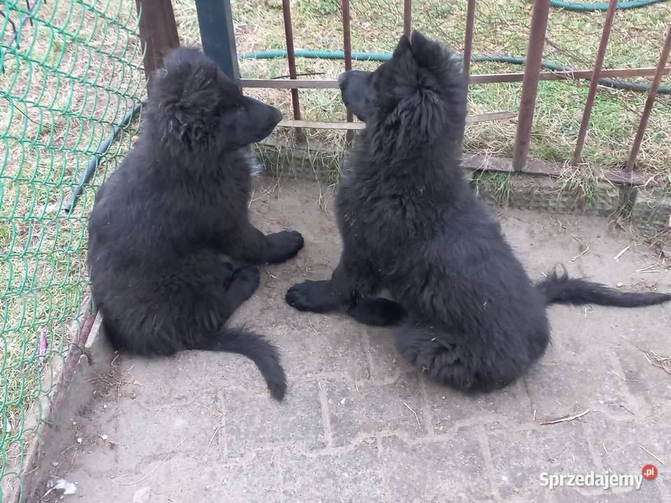 Owczarek staroniemiecki długowłosy