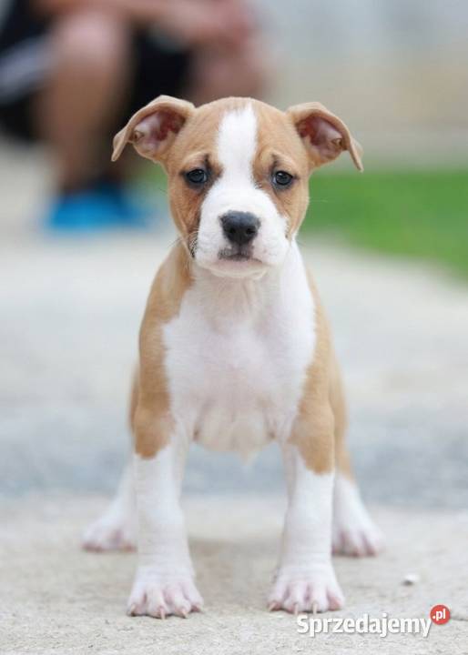 American Staffordshire Terrier szczenięta Wapienne