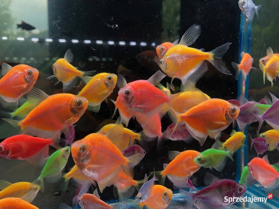 Tetra mix kolorów Justynów