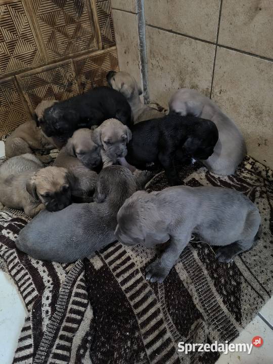 Cane Corso szczeniaki Cieszanów