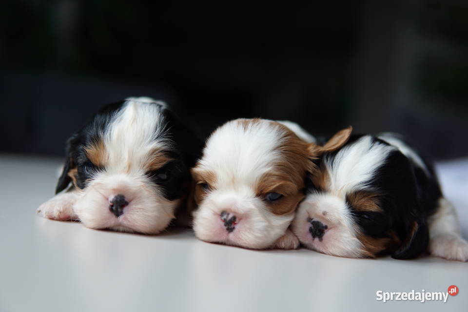 Szczenięta Cavalier King Charles Spaniel Rzeszów