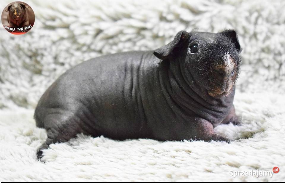 Świnka morska świnka skinny Rodowód Hodowla Gryzonie Wrocław sprzedam