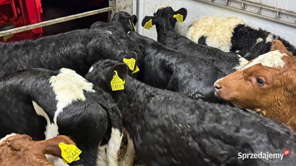 Sprzedam Byczki POLSKIE