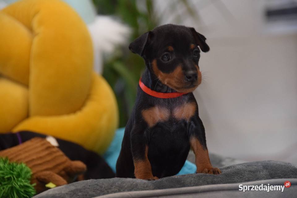 Szczenięta Pinczer Miniaturowy ZKWP fci Łochów sprzedam