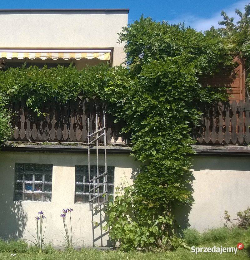 Wisteria Glicynia chińska sadzonka śląskie Pszczyna