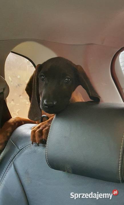 Posokowiec bawarski pomorskie Klonowo Dolne