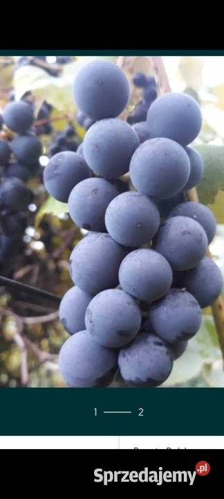 Winogrono ciemne Pabianice