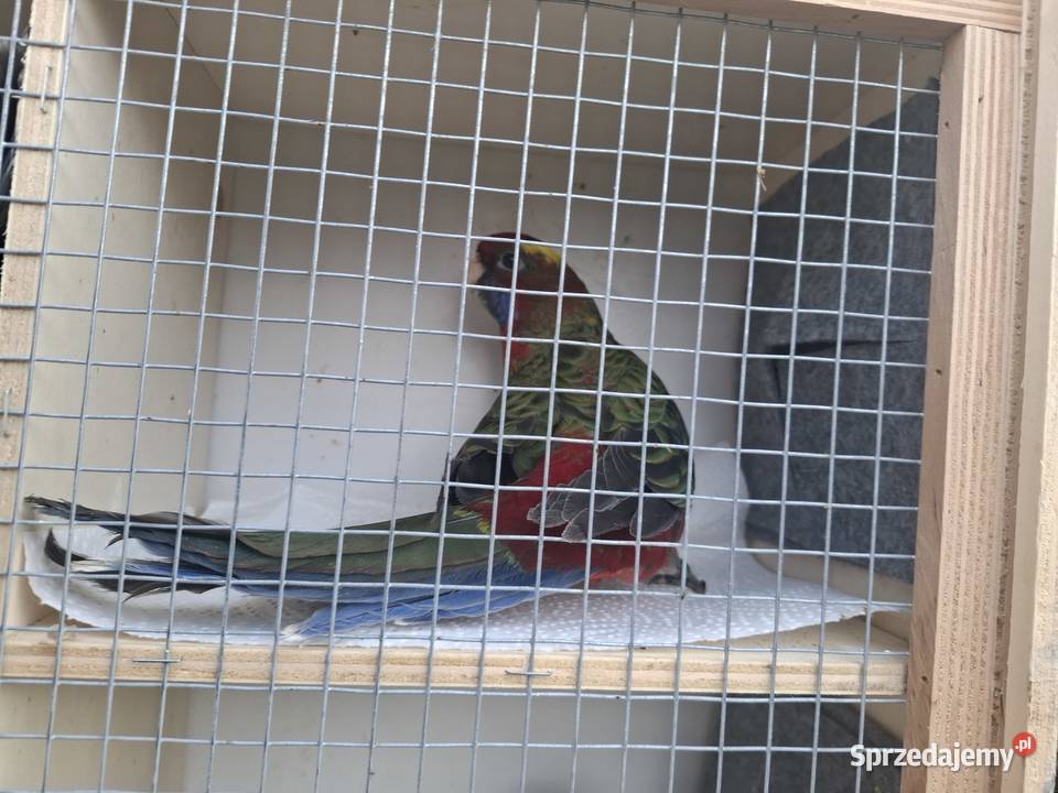 Rozella królewska opolskie Kluczbork sprzedam