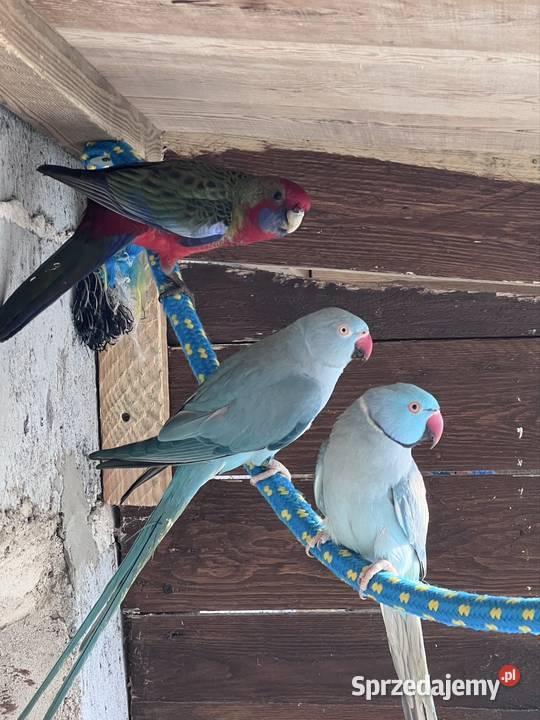 Para lęgowa aleksandrett obrożnych Stobno Siódme