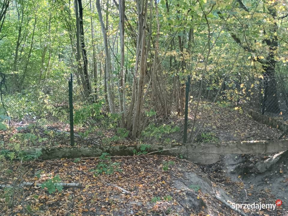 Syndyk sprzeda Sadek 11zł/m2