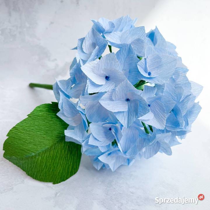 Hortensja z krepiny włoskiej Zielona Góra