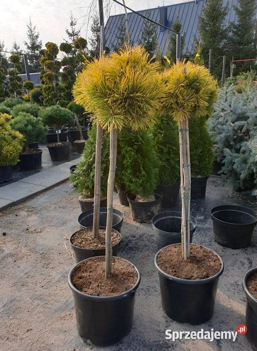 Świerk Glauca Globosa na pniu szczepiony srebrny Pabianice