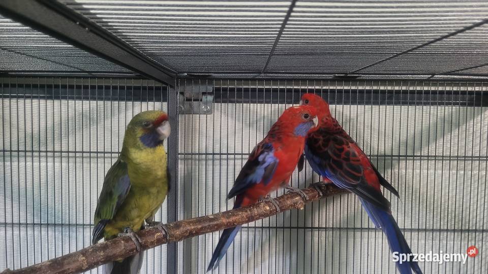 Papugi rozelle krolewskie