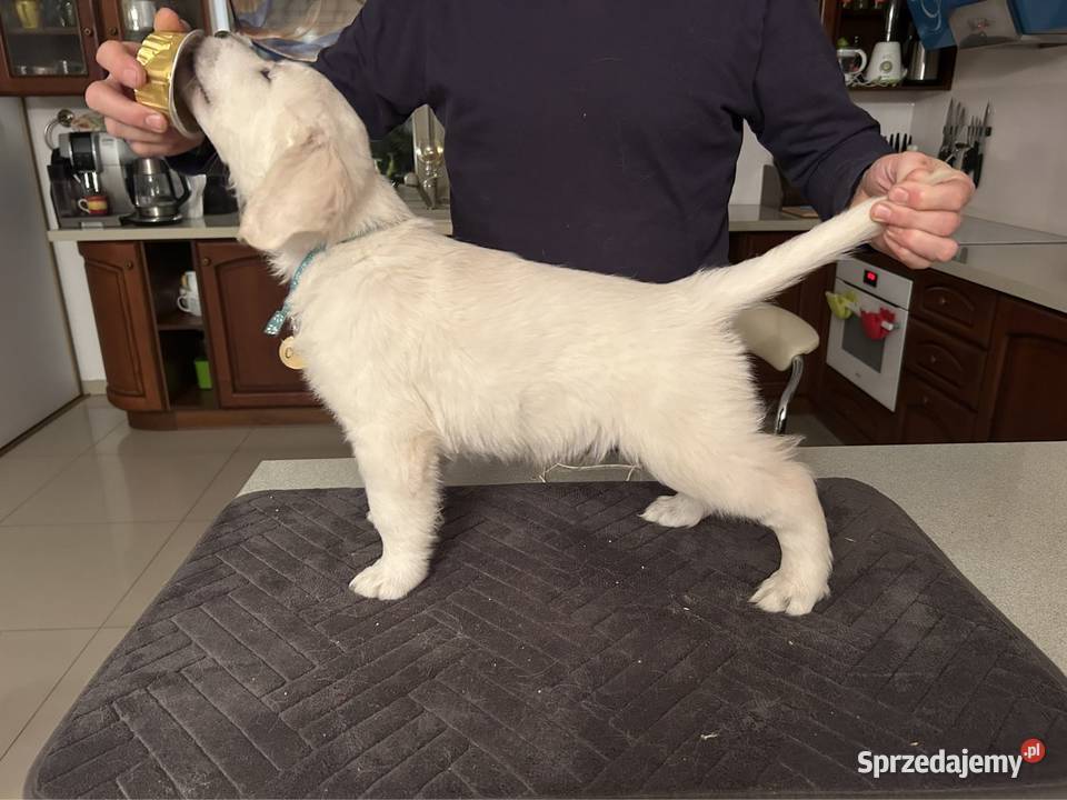 Golden Retriever FCI szczeniaki Golden Retriever