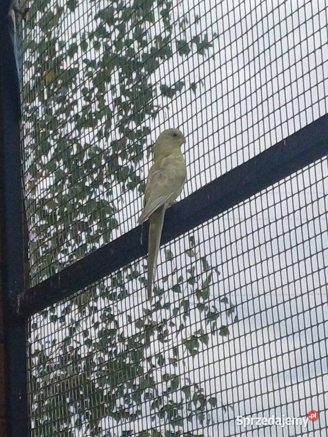 Świergotki 2025 para na lęgi Ptaki sprzedam