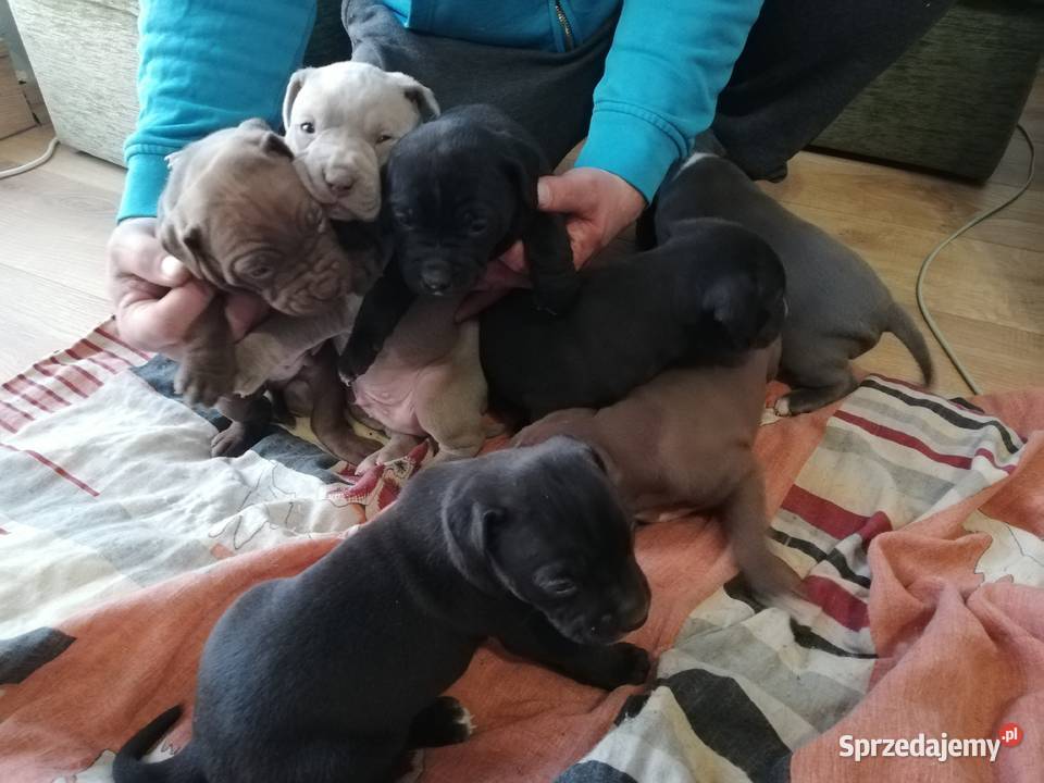 American Pitbull Terier Ciechanów