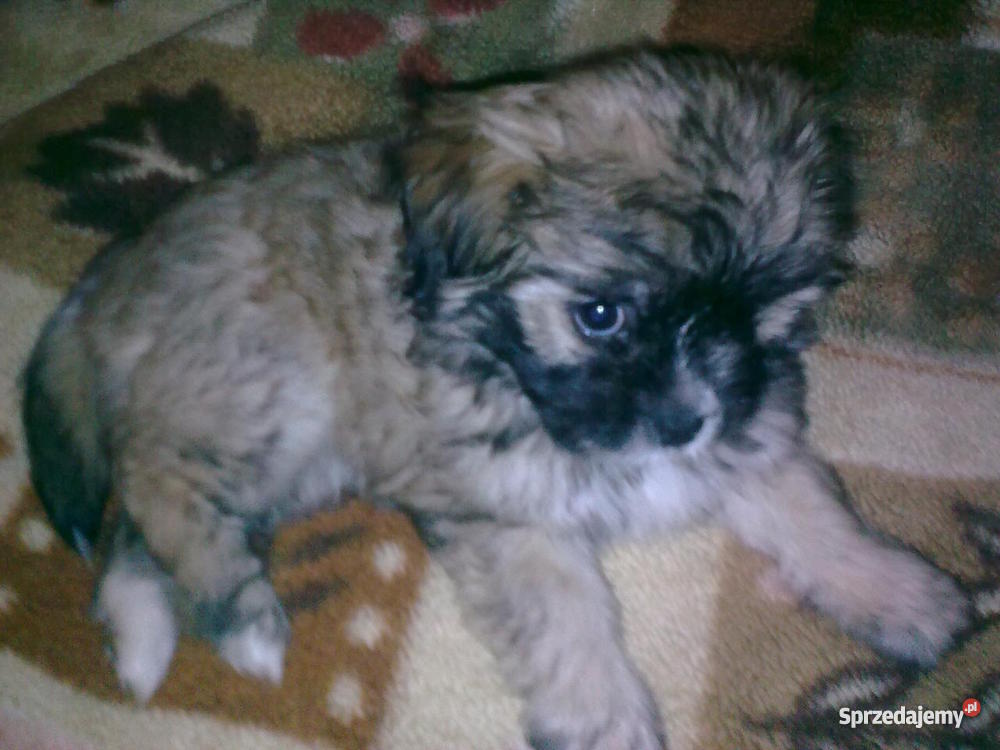 szczeniaka 2 miesięcznego mazowieckie Kołbiel
