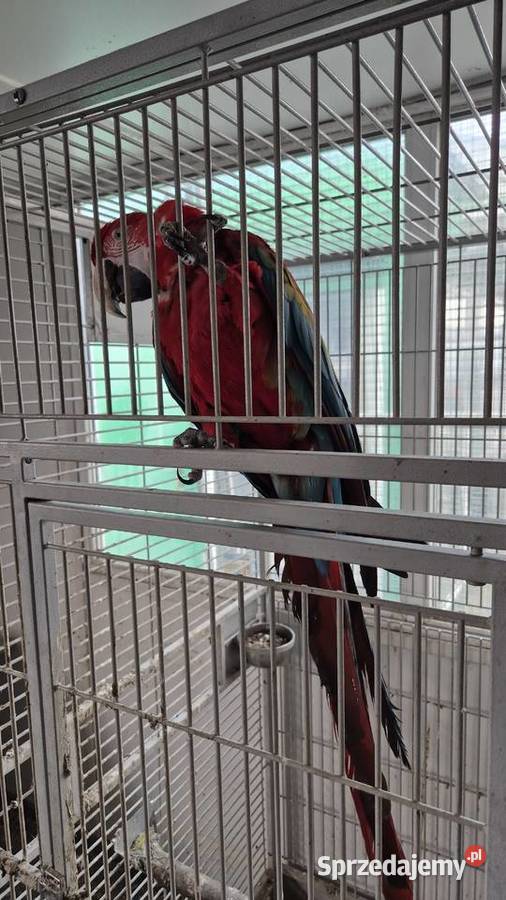 Ara Chloroptera 10 z 2016 Jaworzno