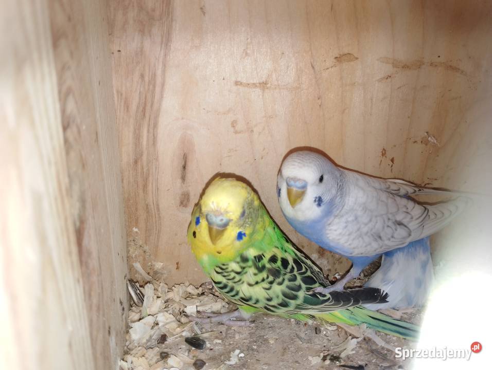 Papugi nimfy wielkopolskie sprzedam