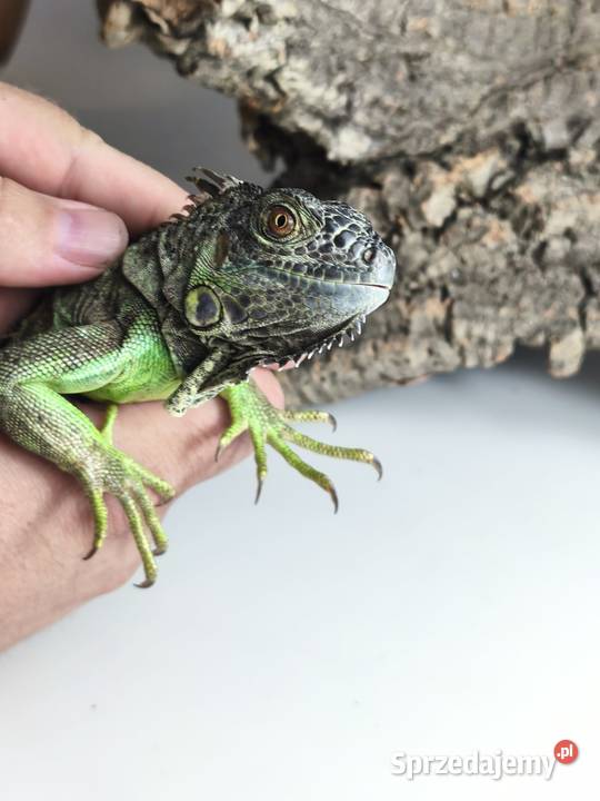 Legwan zielony Iguana iguana z legalnego sklepu Wałbrzych