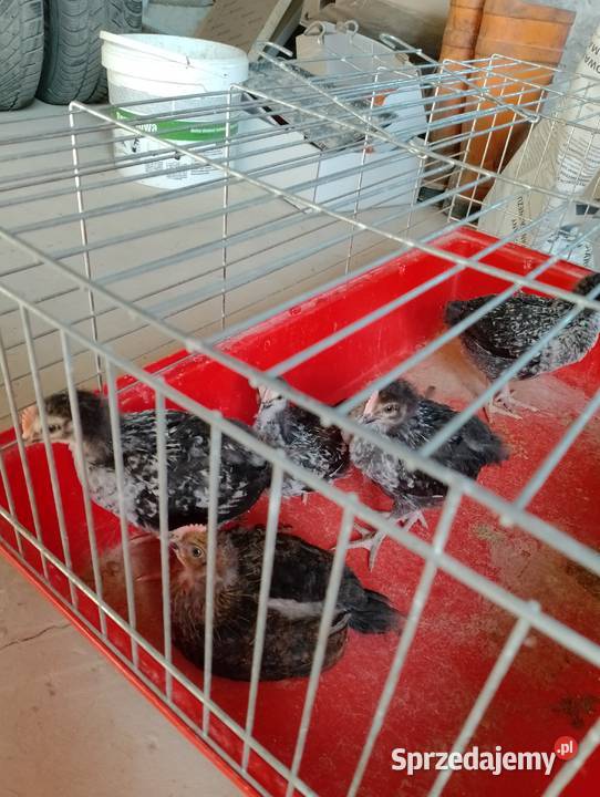 Sprzedam kogutki 5tyg