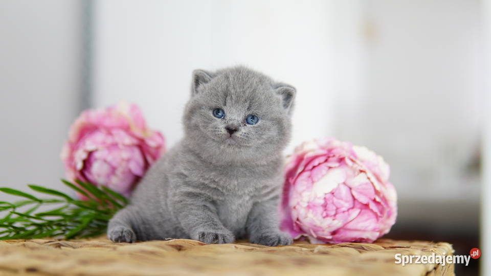 Kot brytyjski Tik Tok cats Konin